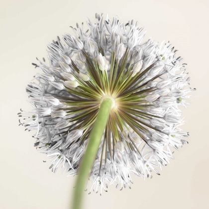 Picture of ALLIUM FLOWER