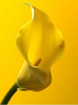 Picture of CALLA LILY