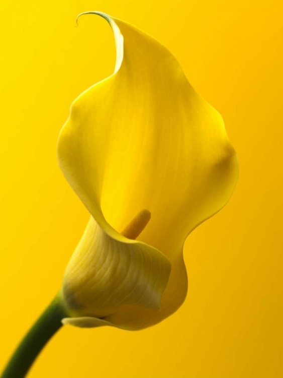 Picture of CALLA LILY