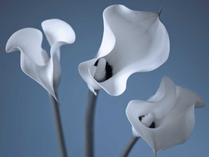Picture of THREE CALLA LILIES