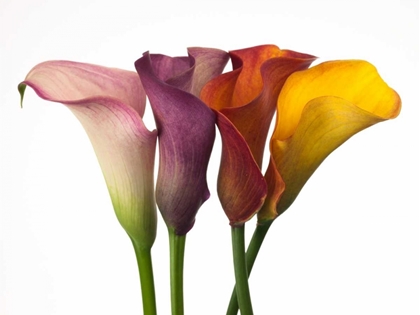 Picture of FOUR CALLA LILIES