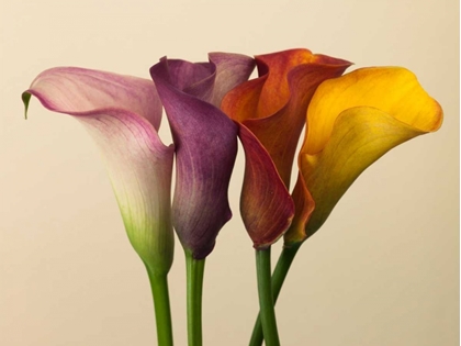 Picture of FOUR CALLA LILIES