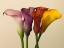 Picture of FOUR CALLA LILIES