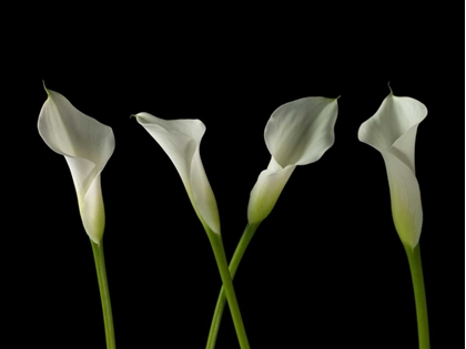 Picture of CALLA LILIES IN A ROW