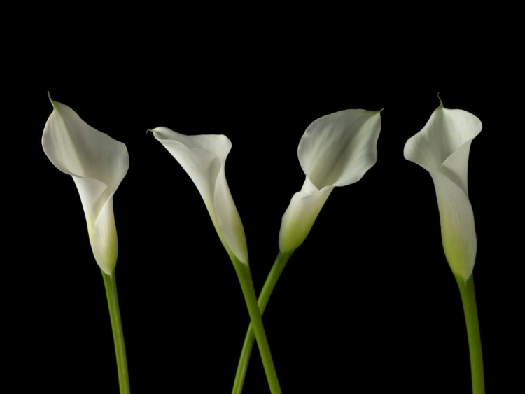Picture of CALLA LILIES IN A ROW
