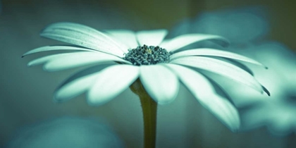 Picture of DAISY FLOWER