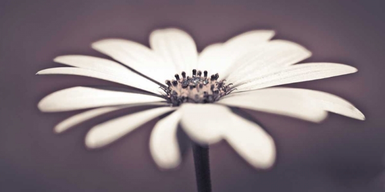 Picture of DAISY FLOWER