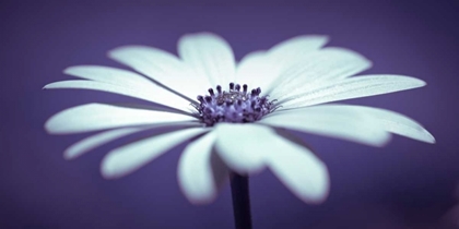 Picture of DAISY FLOWER