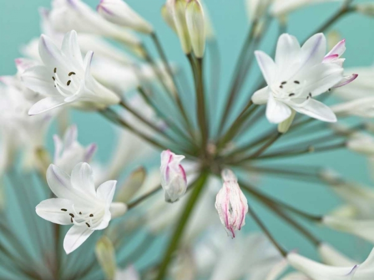 Picture of AFRICAN LILY