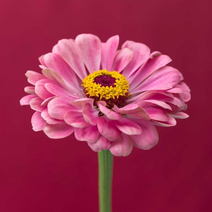 Picture of FRESH ZINNIA FLOWER