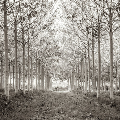Picture of PATHWAY THROUGH TREES IN FOREST, FTBR-1815