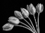 Picture of TULIP FLOWERS IN FAN SHAPE ARRANGMENT, FTBR-1816
