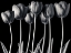 Picture of GROWING TULIPS, FTBR-1817