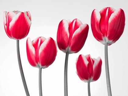 Picture of FRESH AND BEAUTIFUL TULIPS ON WHITE BACKGROUND, FTBR-1818