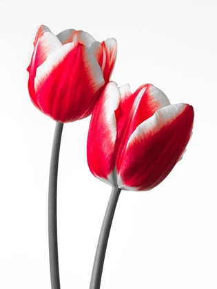 Picture of FRESH AND BEAUTIFUL TULIPS ON WHITE BACKGROUND, FTBR-1819