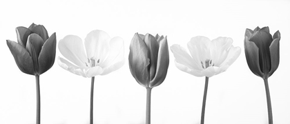 Picture of FIVE TULIPS IN A ROW, FTBR-1820