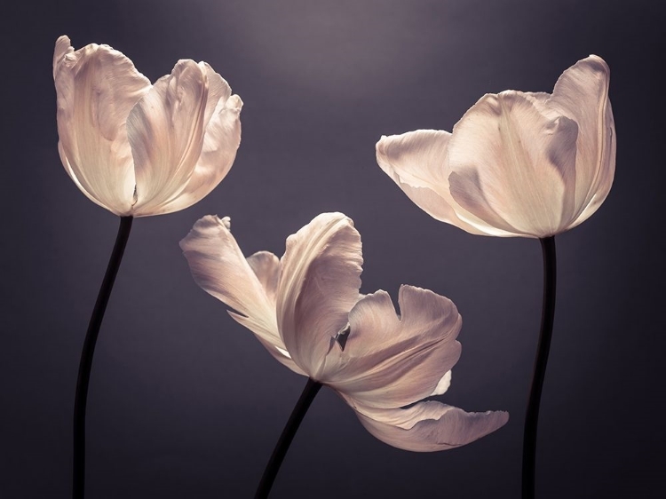 Picture of THREE TULIPS, FTBR-1824
