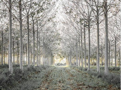 Picture of PATHWAY THROUGH TREES IN FOREST, FTBR-1833