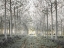 Picture of PATHWAY THROUGH TREES IN FOREST, FTBR-1833