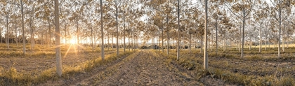 Picture of PATHWAY THROUGH TREES IN FOREST, FTBR-1834