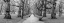 Picture of AVENUE OF TREES, GREEN PARK, LONDON, FTBR-1839