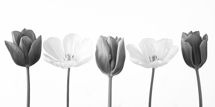 Picture of FIVE TULIPS IN A ROW, FTBR-1842