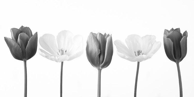 Picture of FIVE TULIPS IN A ROW, FTBR-1842