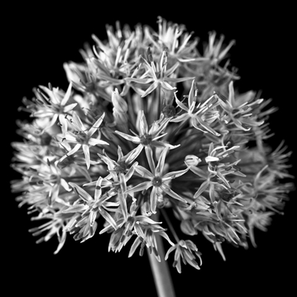 Picture of FTBR 1134 ALLIUM B-W