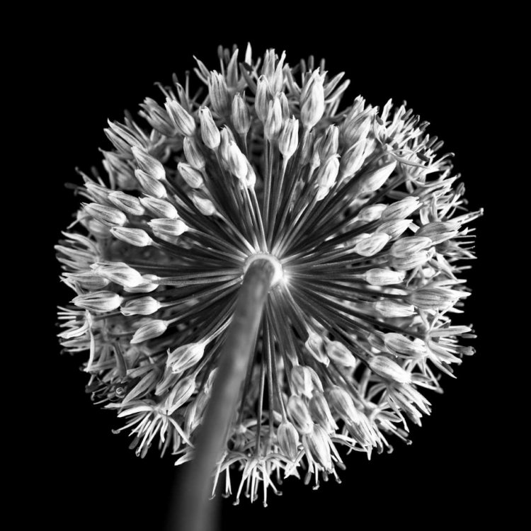 Picture of FTBR 1135 ALLIUM B-W