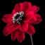 Picture of AF20110818 DAHLIA 046C23