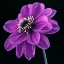 Picture of AF20110818 DAHLIA 046C24