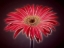 Picture of AF20110820 GERBERA 023C03P-2