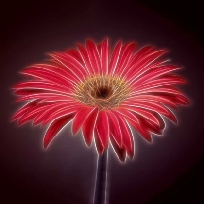 Picture of AF20110820 GERBERA 023C03P2P