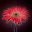 Picture of AF20110820 GERBERA 023C03P2P