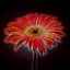 Picture of AF20110820 GERBERA 023C03PP