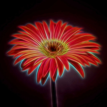 Picture of AF20110820 GERBERA 023C03PPC01