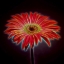 Picture of AF20110820 GERBERA 023C03PPC01