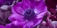 Picture of AF20111223 ANEMONE 008C16