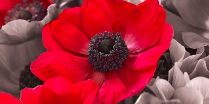 Picture of AF20111223 ANEMONE 008C15-2 RED