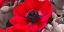 Picture of AF20111223 ANEMONE 008C15-2 RED