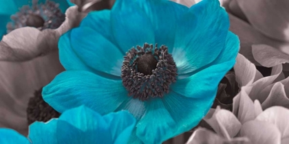 Picture of AF20111223 ANEMONE 008C15-2 TEAL