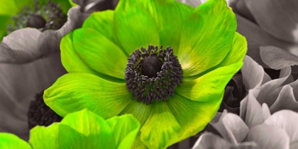 Picture of AF20111223 ANEMONE 008C15-2 GREEN