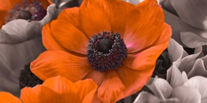 Picture of AF20111223 ANEMONE 008C15-2 REDC01