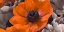 Picture of AF20111223 ANEMONE 008C15-2 REDC01