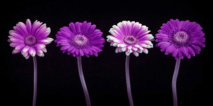 Picture of AF20120902 GERBERAS 059C10