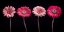 Picture of AF20120902 GERBERAS 059C16