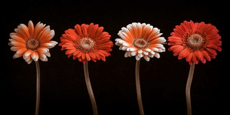 Picture of AF20120902 GERBERAS 059C18