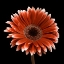 Picture of AF20120911 GERBERA 015C22