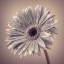 Picture of AF20120911 GERBERA 034C01
