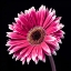 Picture of AF20120911 GERBERA 036C19